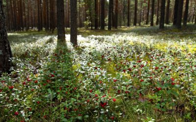 Forest Sap – Skincare From Finnish Nature