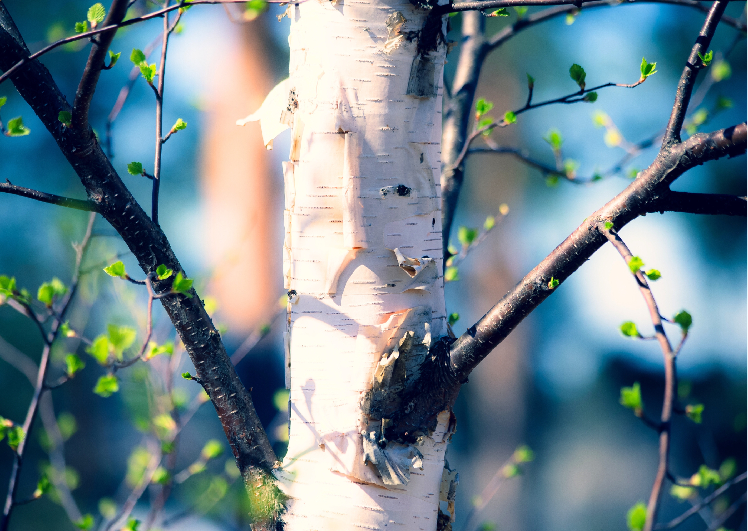 birch tree spring nordic natural beauty